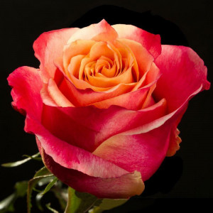 Роза 3Д (Rose 3D) Роза 3Д (Rose 3D)