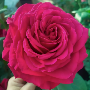 Роза Четырёх Ветров (Rose des 4 Vents)