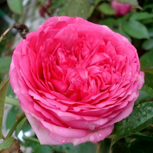 Цикламен Пьер де Ронсар (Cyclamen Pierre de Ronsard)