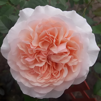 Де Толбиак (Rose De Tolbiac) Де Толбиак (Rose De Tolbiac)