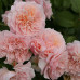 Де Толбиак (Rose De Tolbiac) Де Толбиак (Rose De Tolbiac)