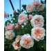Де Толбиак (Rose De Tolbiac) Де Толбиак (Rose De Tolbiac)