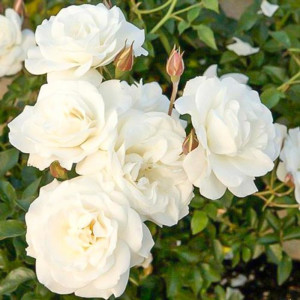 Диадем Уайт (Diadem White)