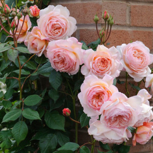 Э Шропшир Лэд (A Shropshire Lad)