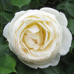 Ютерсен Клостерроуз (Uetersener Klosterrose)