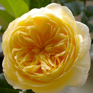 Каталина (Catalina) Каталина (Catalina)