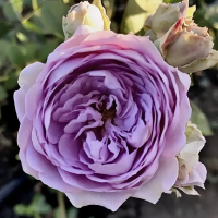 Лавандовый Венок (Lavender Bouquet) Лавандовый Венок (Lavender Bouquet)