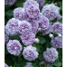 Лавандовый Венок (Lavender Bouquet) Лавандовый Венок (Lavender Bouquet)