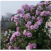 Лавандовый Венок (Lavender Bouquet) Лавандовый Венок (Lavender Bouquet)