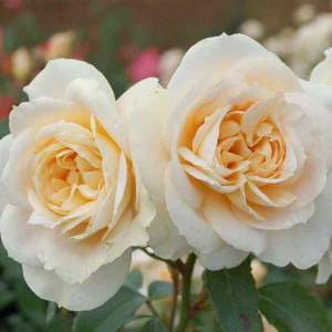 Лионс Розе (Lions Rose)