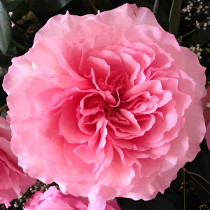 Майрас Роуз (Mayra’s Rose)