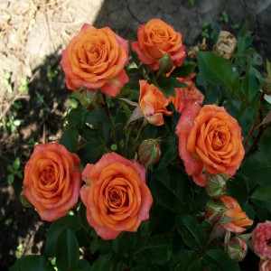 Оранж Беби (Orange Babyflor) (Второй сорт)