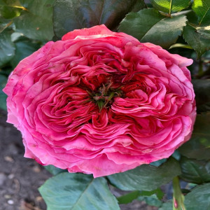 Риджентс Парк (Regent's Park)