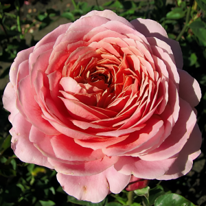 Романтик Антик (Romantic Antike)