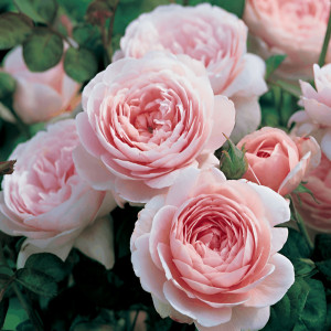 Розалинд (Rosalind)