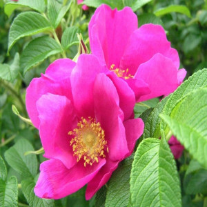 Ругоза Рубра (Rugosa Rubra)