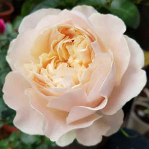 Шифон (Chiffon) Шифон (Chiffon)