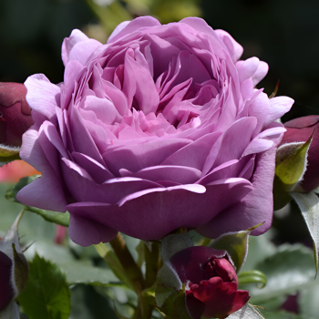 Тэльма (Rose Thelma) Тэльма (Rose Thelma)
