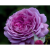 Тэльма (Rose Thelma) Тэльма (Rose Thelma)