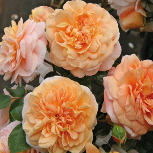 Зенгерхаузер Юбиляумсрозе (Sangerhauser Jubilaumsrose)
